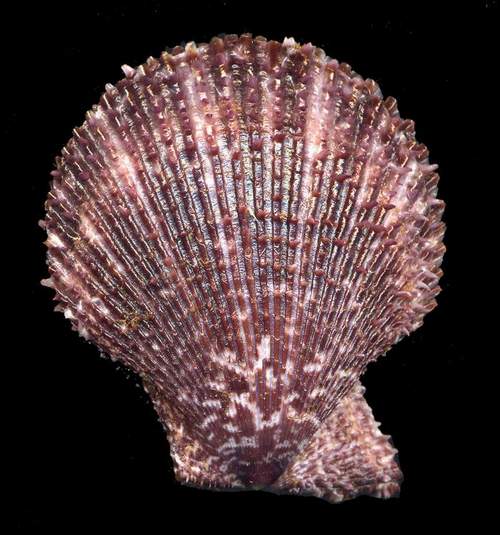 Mimaclamys varia